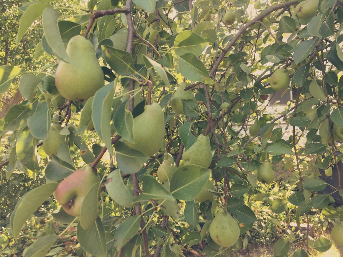 Pear Tree